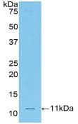 Ccl12 / MCP5 Antibody (aa28-104, Biotin)