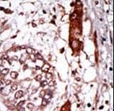 Polyclonal Rabbit anti-Human GNB2L1 / RACK1 Antibody (aa29-58, IHC, WB)