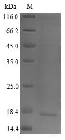 Sheep IL4 Protein (Recombinant 6His, N-terminus)