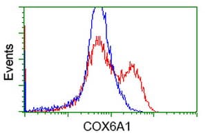 COX6A1 Antibody (clone OTI3A5)