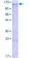 Human RAB6KIFL / KIF20A Protein (Recombinant GST)