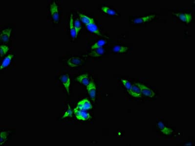 RPE Antibody