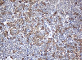 SRPRB Antibody (clone OTI3E6)