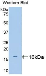 UCN3 / SPC Antibody (aa24-149, APC, Cy7)