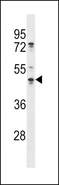 OLA1 Antibody (aa43-71)