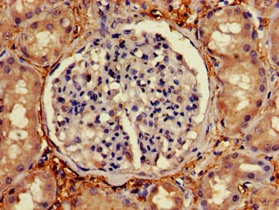 Polyclonal Rabbit anti-Human C1orf105 Antibody