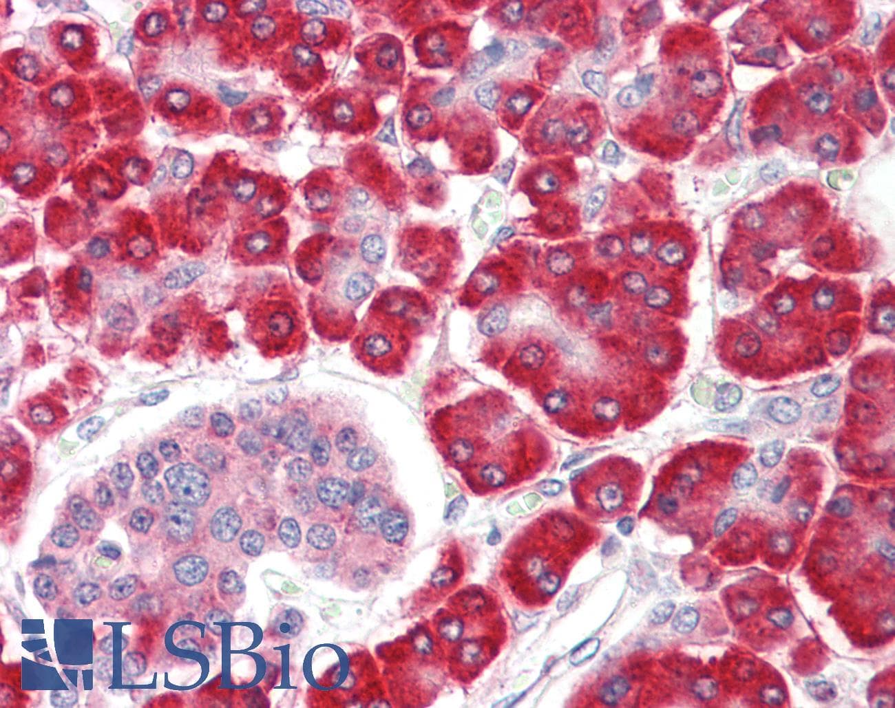 IHC-plus™ Polyclonal Rabbit anti-Human SHQ1 Antibody (IHC, IF, WB)