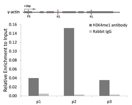 Histone H3 Antibody (Methyl-Lys4)