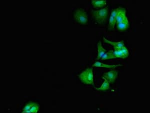 CRCP / CGRP Receptor Component Antibody