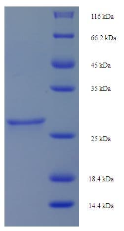 Sheep GHRH Protein (Recombinant GST)