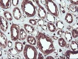 SERPINB1 Antibody (clone OTI4B3)