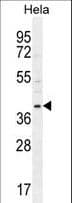 CCNG1 / Cyclin G1 Antibody (aa20-53)