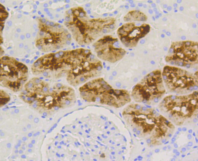 LYZ / Lysozyme Antibody