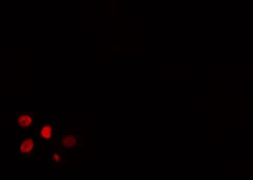 IPMK Antibody