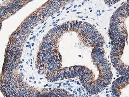 LCMT1 Antibody (clone OTI4A5, Carrier-free)