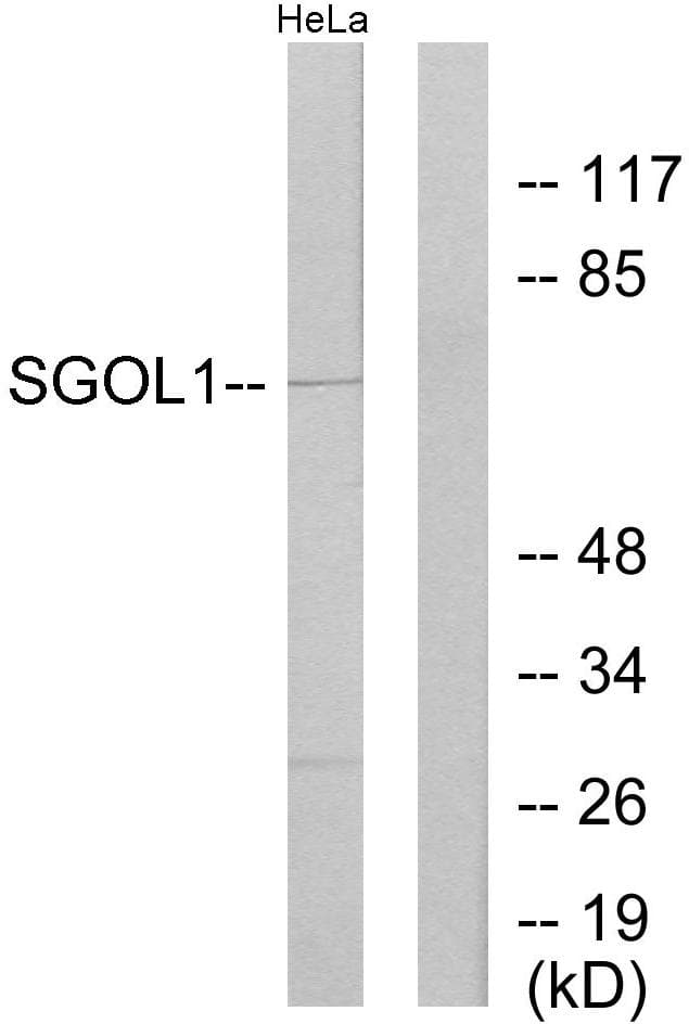 SGOL1 / Shugoshin Antibody