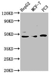 TEAD1 Antibody (aa135-215)