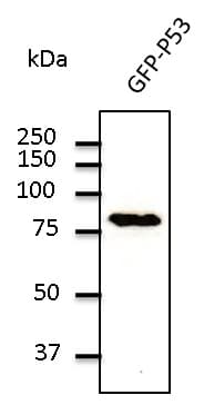 Polyclonal Goat anti-Human TP53 / p53 Antibody (C-Terminus, IF, WB)