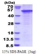 Human STAC Protein (Recombinant His)