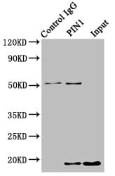 Polyclonal Rabbit anti-Human PIN1 Antibody (IHC)