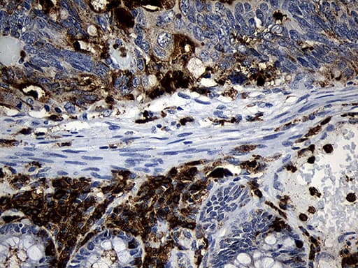PLAC8 Antibody (clone OTI2E10)