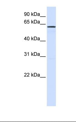 FAM20A Antibody (aa182-231, HRP)