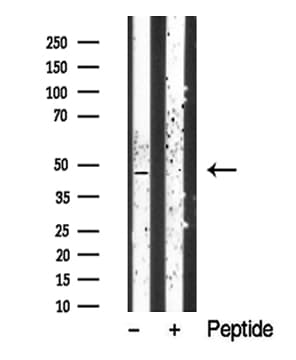 CTBP1 / CTBP Antibody