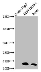 HIST1H2BN Antibody