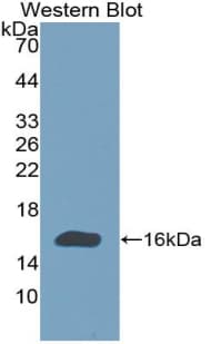 GDF2 / BMP9 Antibody (aa320-429, APC, Cy7)