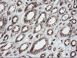 ROMO1 Antibody (clone OTI2C12)