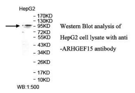 ARHGEF15 Antibody (aa470-668)