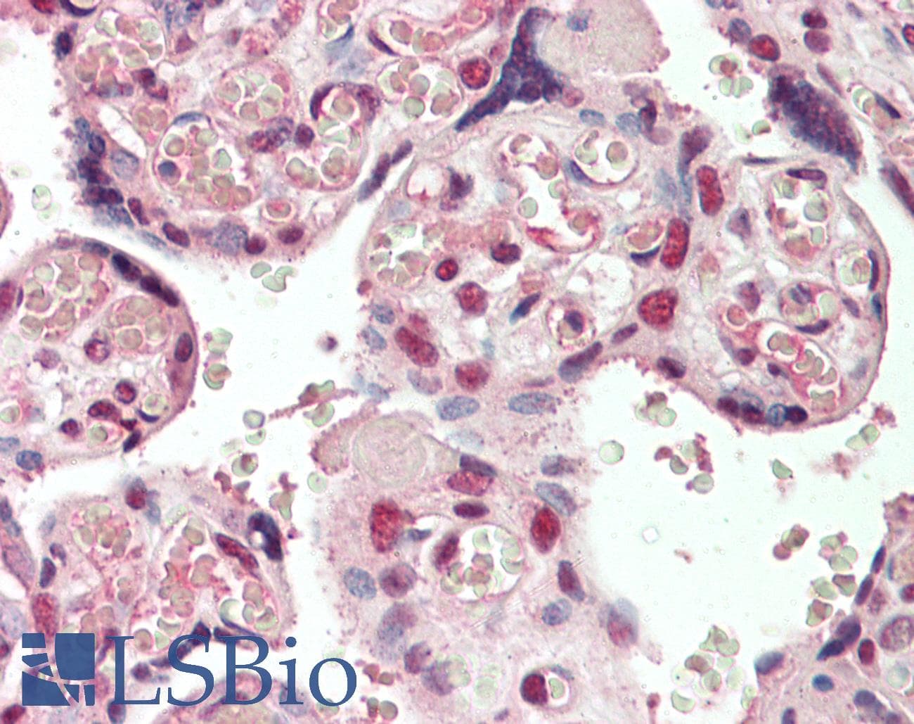 IHC-plus™ CREB3L2 / BBF2H7 Antibody (aa15-28)
