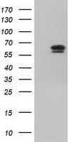 IGF2BP2 Antibody (clone OTI3G7)