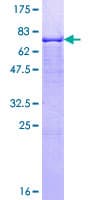 Human GMPPA Protein (Recombinant GST)