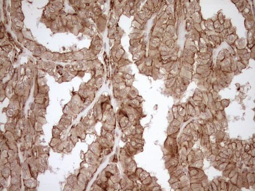 EPLIN Antibody (aa1-275, clone OTI1A3)