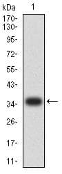 IGLC2 Antibody (clone 5E12B9)