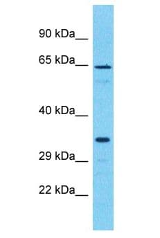 OR51I2 Antibody (aa212-261)
