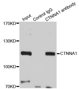 CTNNA1 / Catenin Alpha-1 Antibody