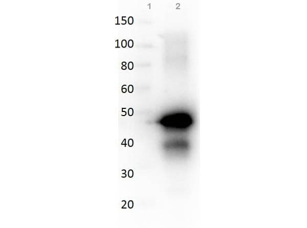 Polyclonal Rabbit anti-Chicken Ovalbumin Antibody (WB)