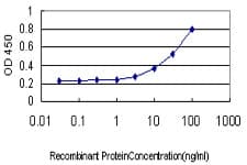 ERO1A / ERO1L Antibody (clone 4G3)