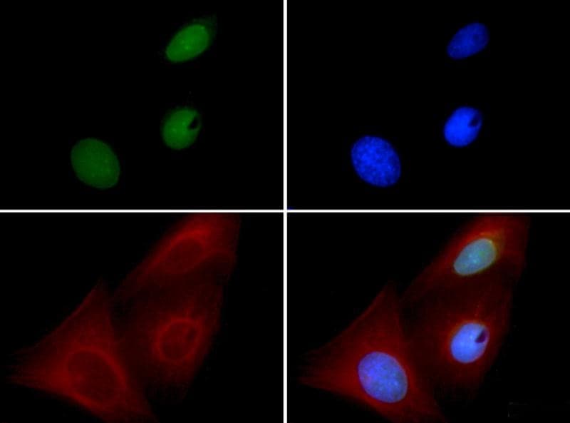 BMI1 / PCGF4 Antibody (clone LLBmi1-1, Biotin)