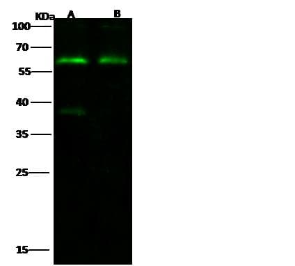 SYT1 / Synaptotagmin Antibody (Preservative Free)