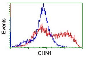 CHN1 Antibody (clone OTI1C9)