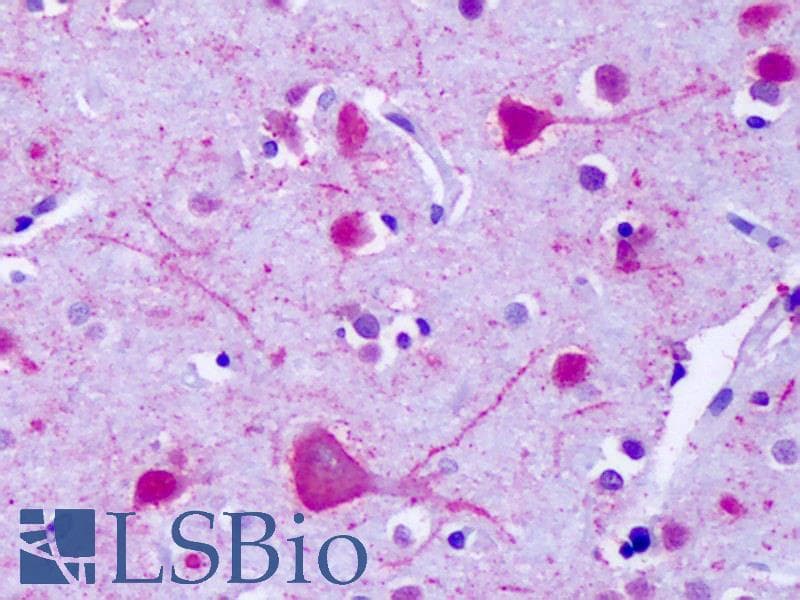 IHC-plus™ GPR75 Antibody (C-Terminus)