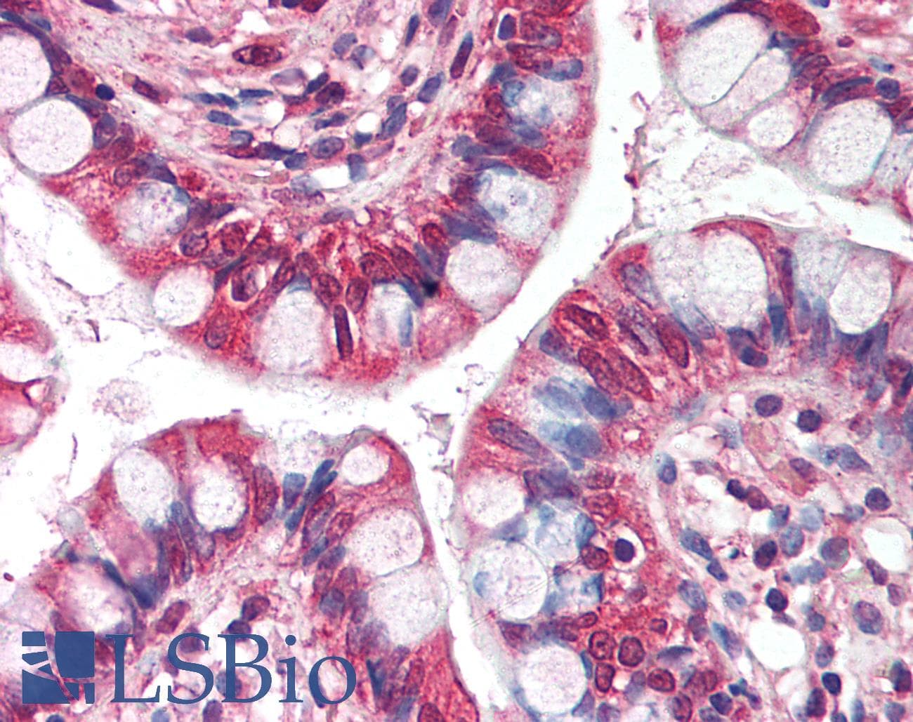 IHC-plus™ NRM Antibody (aa200-250)