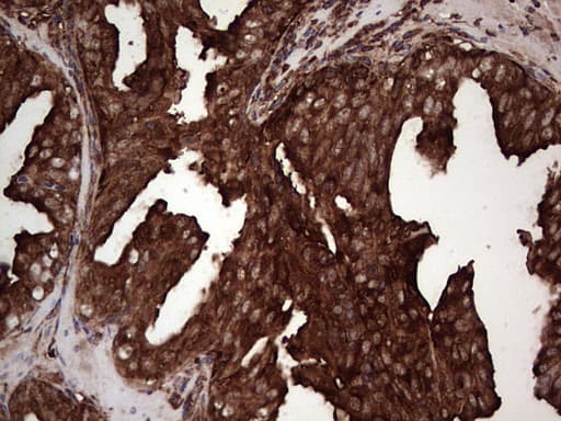 PKM2 Antibody (clone 1G10)