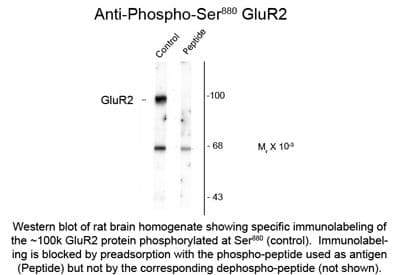 Polyclonal Rabbit anti-Rat GRIA2 / GLUR2 Antibody (phospho-Ser880, WB)