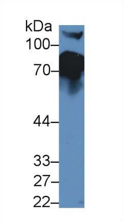 CFH / Complement Factor H Antibody (aa915-1156)