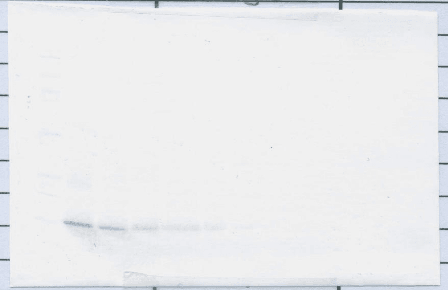 CXCL9 / MIG Antibody (Biotin)