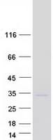 Human RAB3A Protein (Recombinant Myc-DDK (Flag))